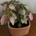 Polka Dot Plant Losing Color: Causes and Practical Fixes