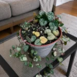 String of Hearts Leaves Turning Yellow: How to Fix It