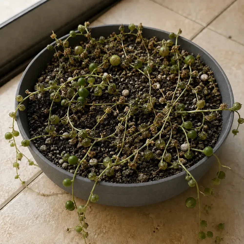 String of Pearls Dying: How to Bring It Back