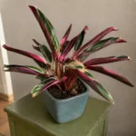 Stromanthe Triostar Curling Leaves: Normal Movement vs. Plant Stress