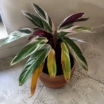 Stromanthe Triostar Leaves Turning Yellow: What the Pattern Reveals