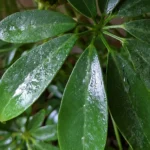 Umbrella Tree Sticky Leaves: What to Check First