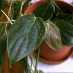 Velvet-leaf Philodendron Spots on Leaves: Identifying the Source