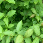 Weigela Not Blooming: Restoring the Spring Flower Display