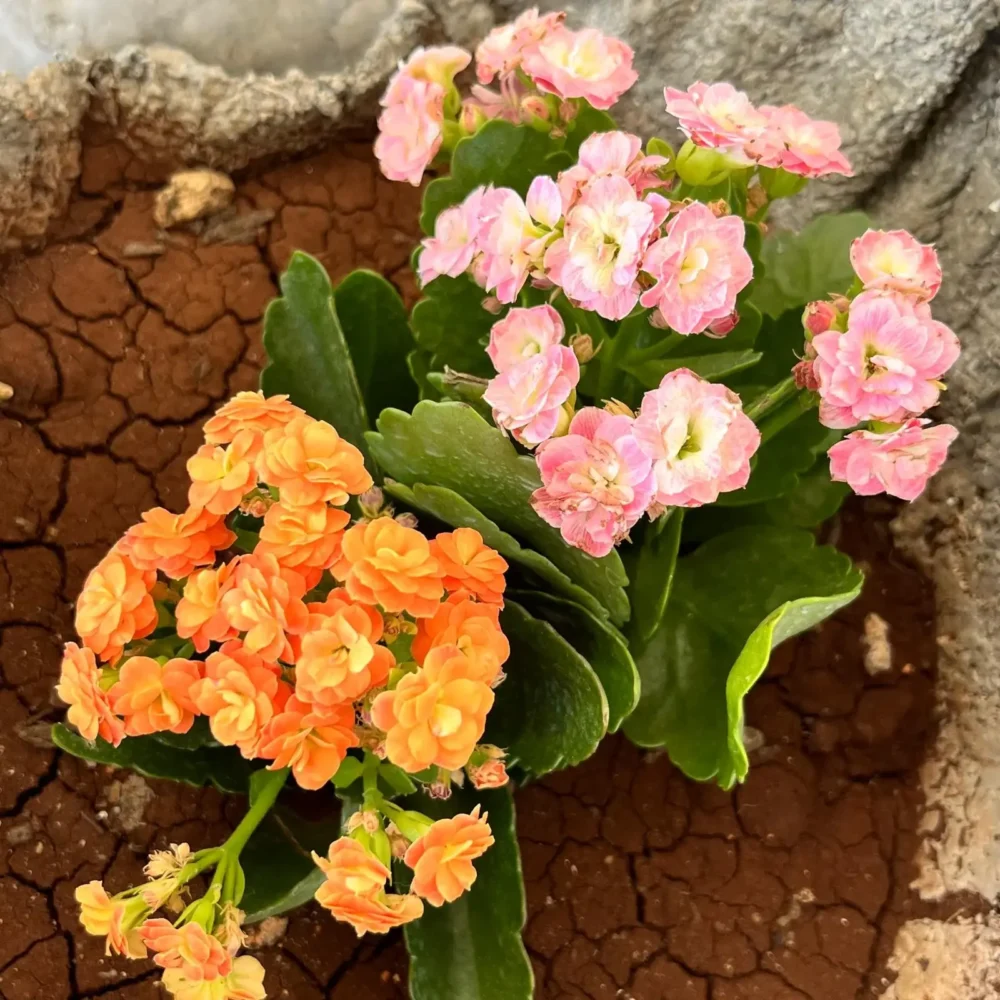 Calandiva plant