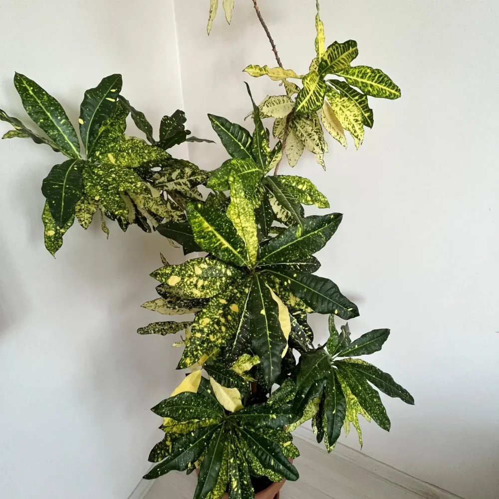 Croton plant
