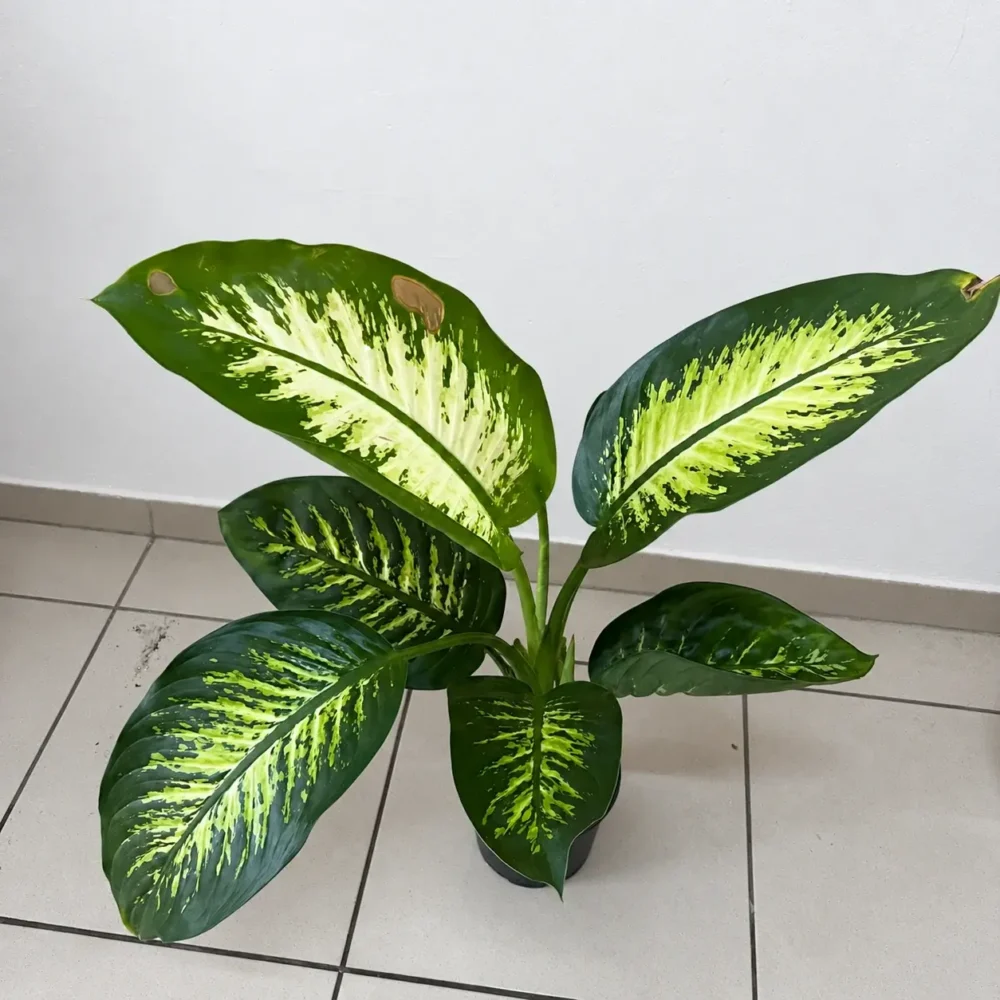 Why Are Brown Spots Appearing on Dumbcane Leaves?