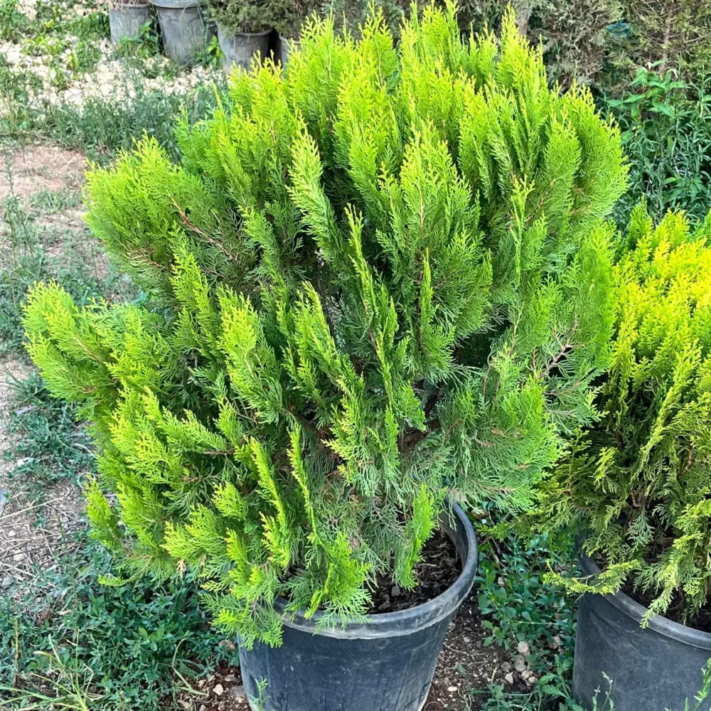 Dwarf Golden Oriental Arborvitae plant