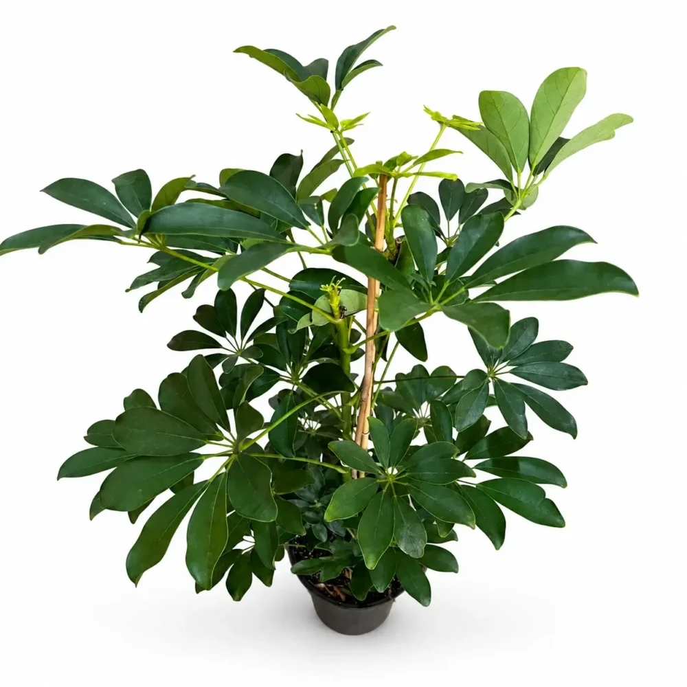 Dwarf Umbrella Tree plant