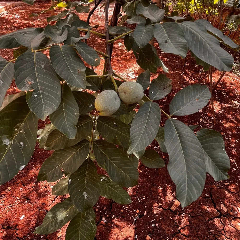 English Walnut plant