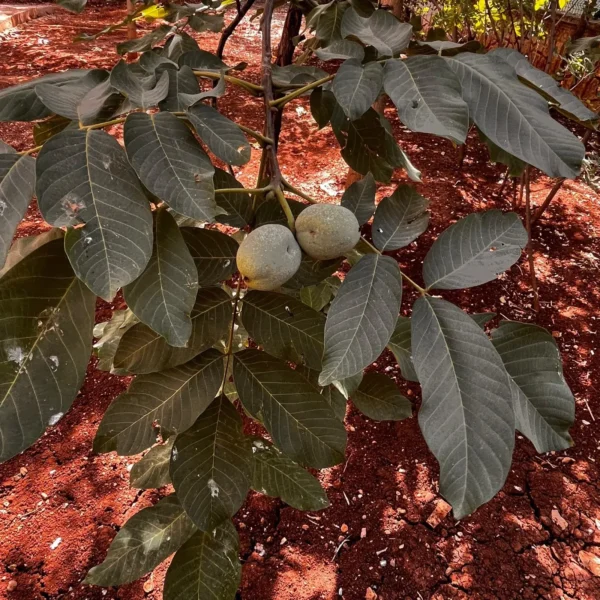 English Walnut plant