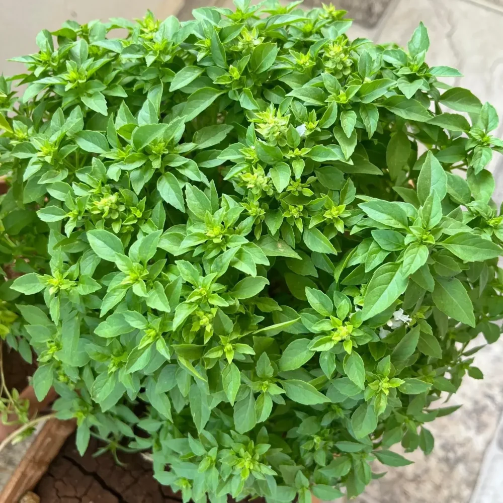 Greek Basil plant