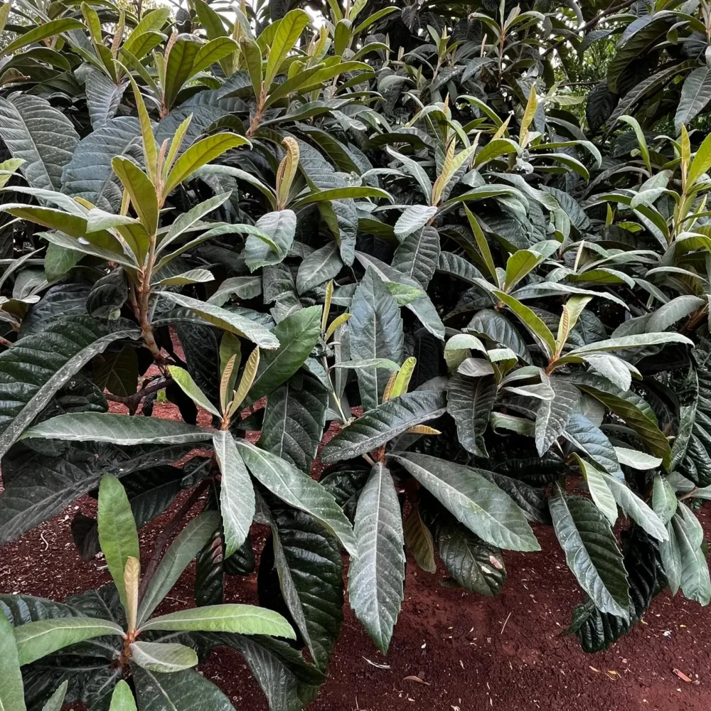 Loquat plant