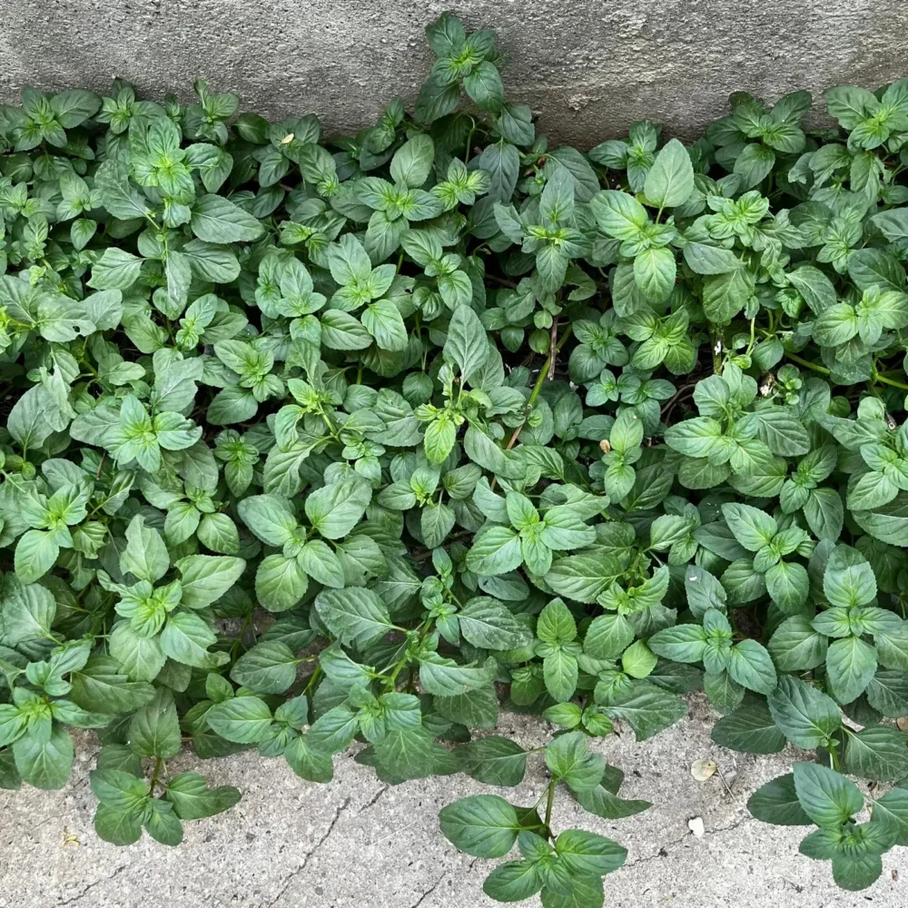 Garden Mint plant
