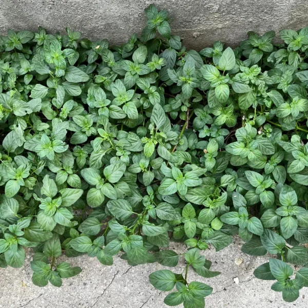 Mint plant