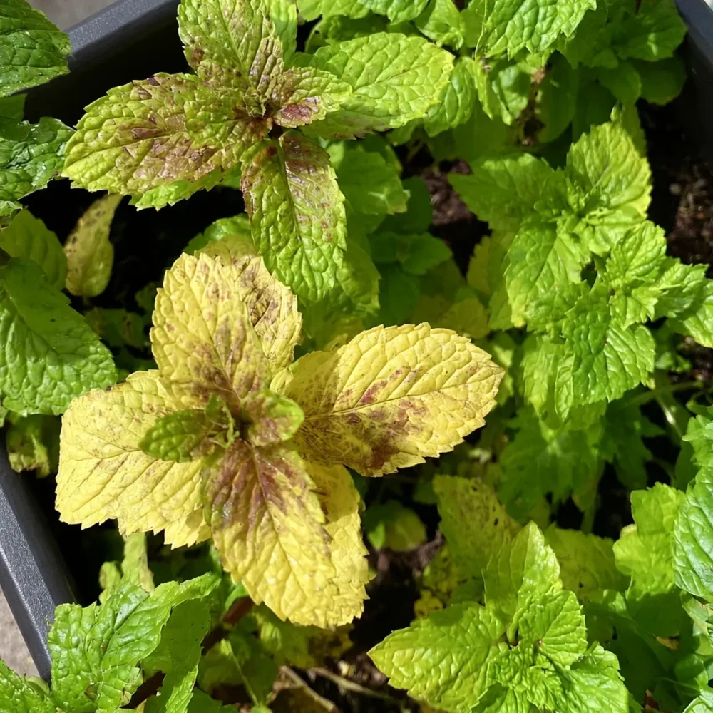 Garden Mint Turning Yellow and How to Fix It