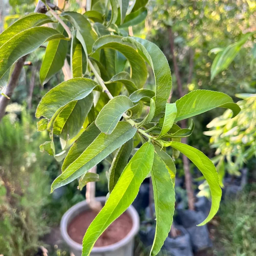Peach Tree plant