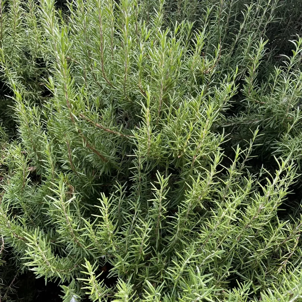Rosemary plant