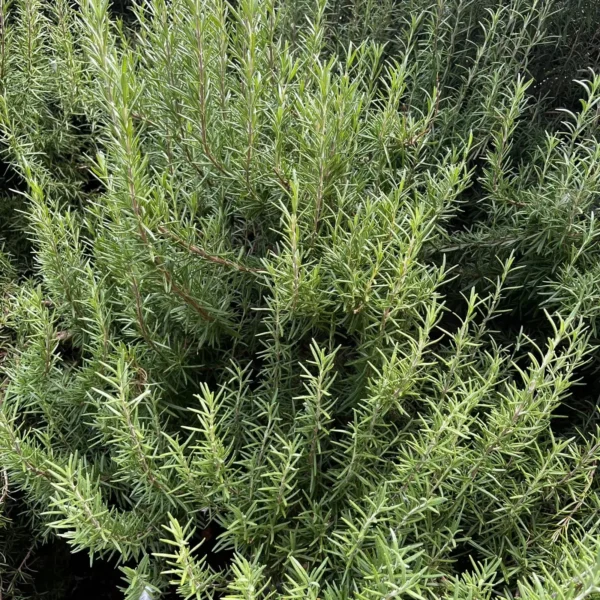 Rosemary (Salvia rosmarinus)