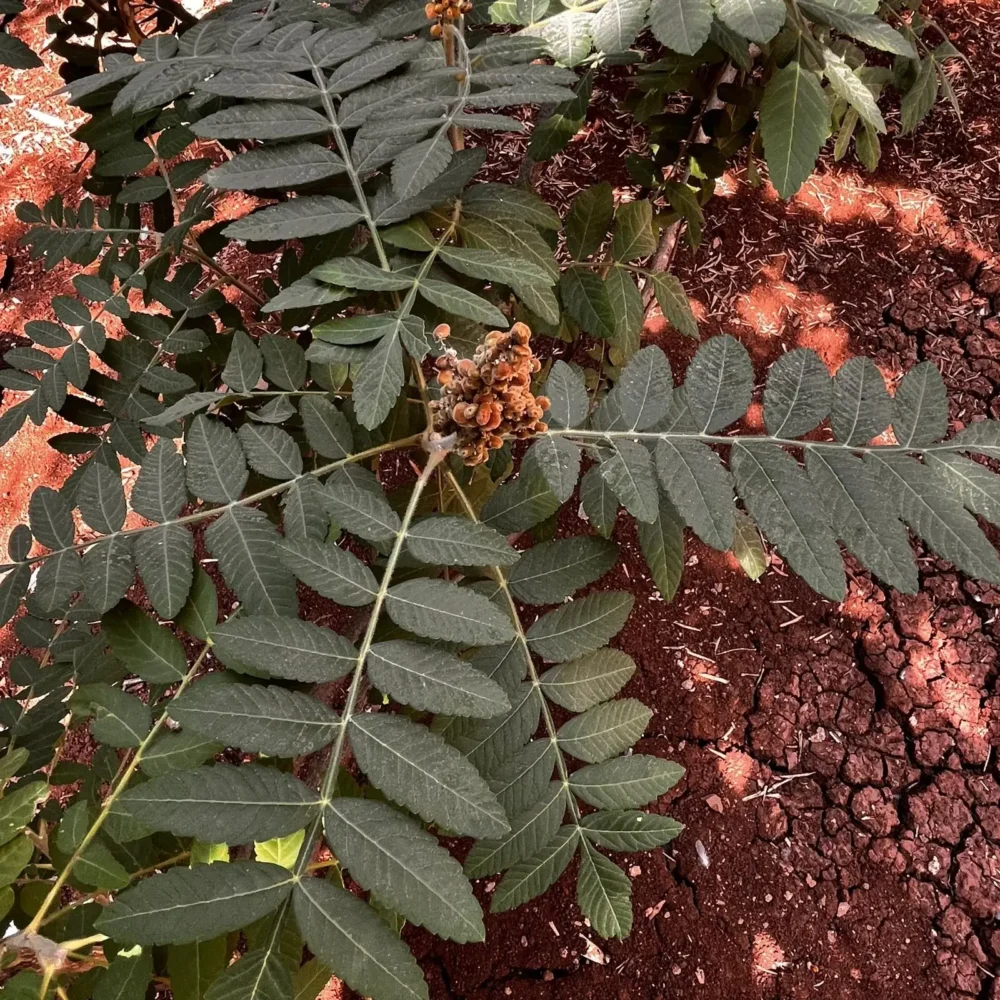 Sicilian Sumac plant
