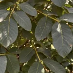 Why Is My Walnut Tree Not Producing Nuts?