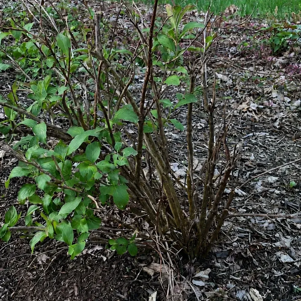 Why Is My Weigela Dying and Can It Recover?